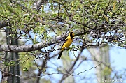 Icterus nigrogularis Oriole jaune Yellow oriole Trupial Kacho DSC_7111_tn